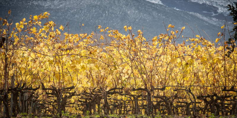 Etna vineyards at late autumn with old lava flows in the background